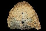 Ceratopsian Frill Section - Alberta (Disposition #-) #94854-1
